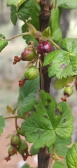 Ribes ciliatum