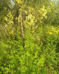 Thalictrum flavum