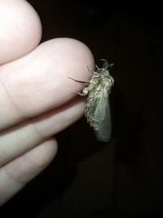 Thyridopteryx ephemeraeformis