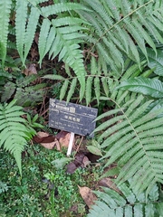 Christella parasitica