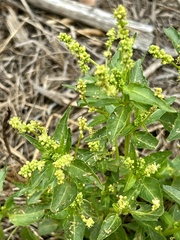 Mercurialis annua