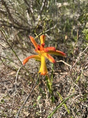 Anigozanthos humilis