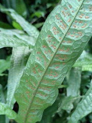 Leptochilus pteropus