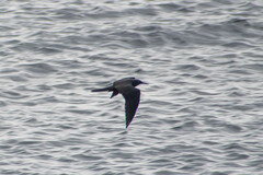 Anous stolidus galapagensis