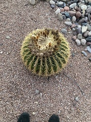 Kroenleinia grusonii