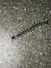 Hemiscolopendra marginata
