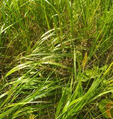 Agrostis