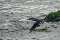 Anous stolidus galapagensis