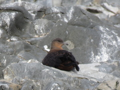 Stercorarius chilensis