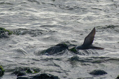 Anous stolidus galapagensis