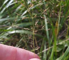 Agrostis