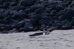 Sula nebouxii excisa