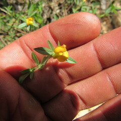 Stylosanthes