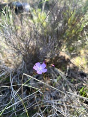 Drosera drummondii