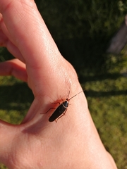 Pseudomops interceptus