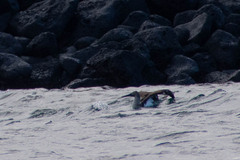 Sula nebouxii excisa