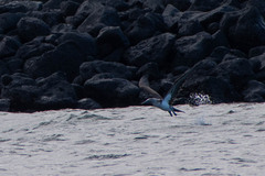 Sula nebouxii excisa