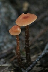 Laccaria bicolor