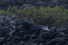 Sula nebouxii excisa