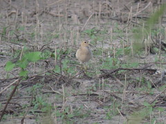 Calidris subruficollis