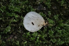 Hohenbuehelia angustata