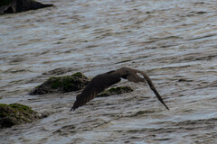 Anous stolidus galapagensis
