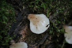 Hohenbuehelia angustata