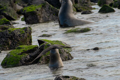 Anous stolidus galapagensis