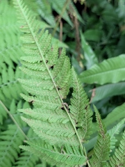 Macrothelypteris oligophlebia