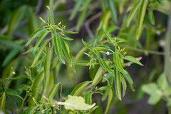 Vallesia glabra