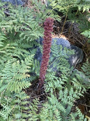 Pterospora andromedea