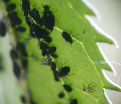 Aphis