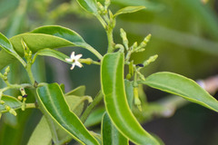 Vallesia glabra