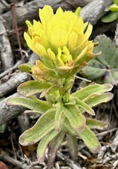 Castilleja wightii