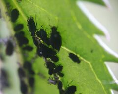Aphis