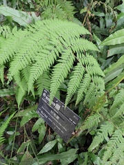 Macrothelypteris oligophlebia