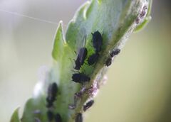 Aphis
