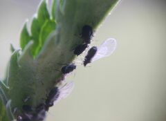 Aphis