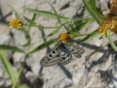 Parnassius smintheus