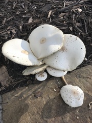 Chlorophyllum