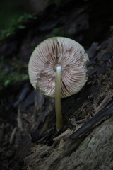 Pluteus leoninus