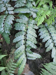 Angiopteris fokiensis