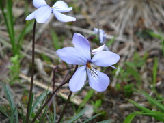Viola pedata