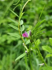Vicia sativa nigra