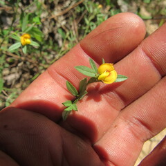 Stylosanthes