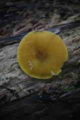 Pluteus leoninus