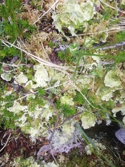 Lecanoromycetidae