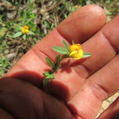 Stylosanthes