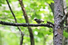 Sitta canadensis