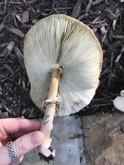 Chlorophyllum